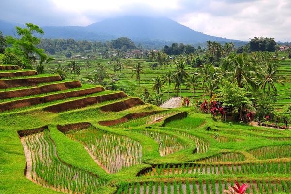 Bali