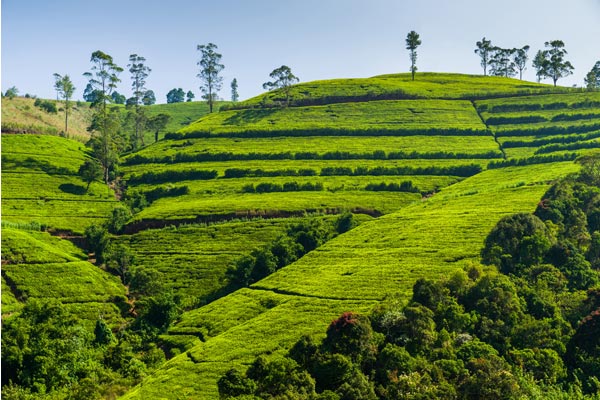 Sri Lanka