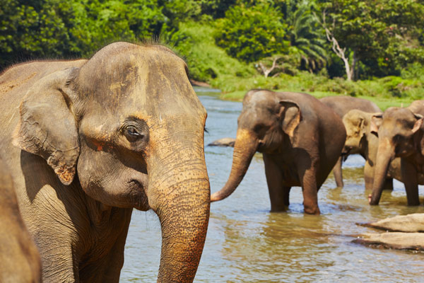 Sloni Sri Lanka